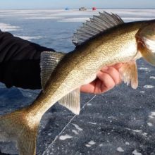 Ice Fishing Line for Walleyes