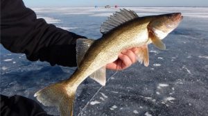 Ice Fishing Line for Walleyes