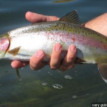 Best Trout Bait for Stocked Trout