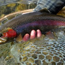 Best Trout Lures for Rivers and Streams - Lake Ontario Outdoors