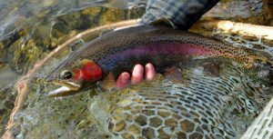 Best Trout Lures for Rivers and Streams