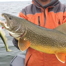 best lake trout lures