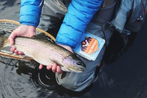 best rainbow trout bait