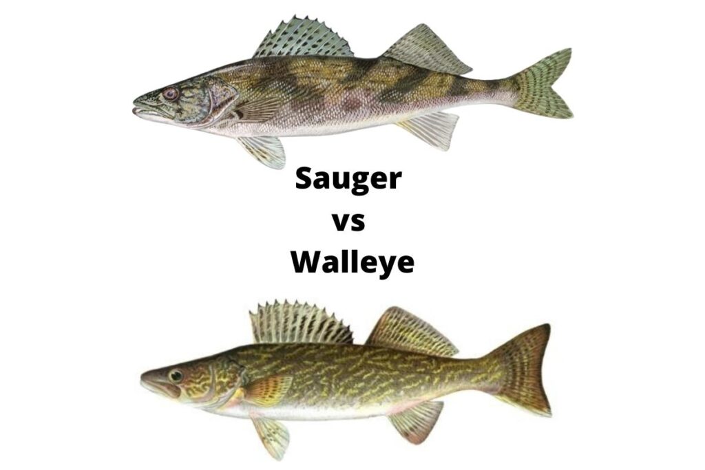 Walleye - Lake Ontario Outdoors