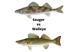 Sauger vs Walleye