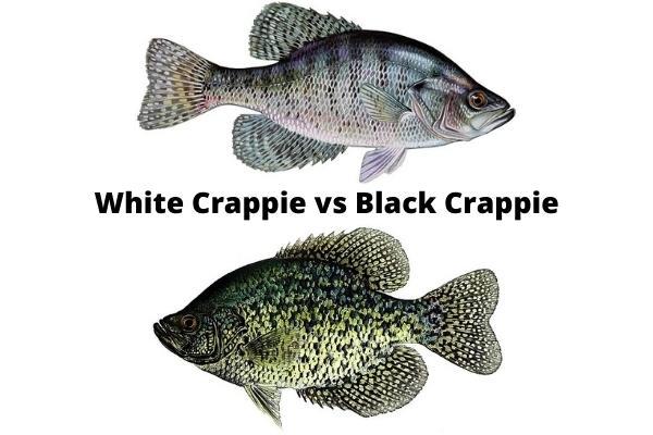 Black Crappie vs White Crappie