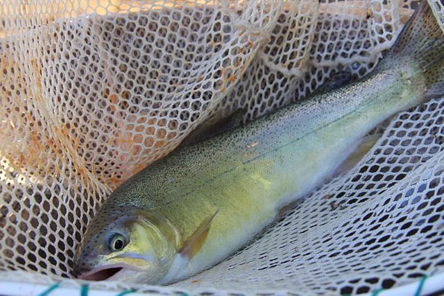 Gila Trout