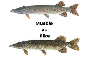 Muskie vs Pike