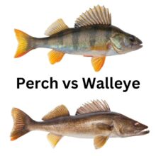 Perch vs Walleye