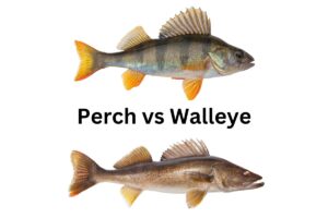 Perch vs Walleye