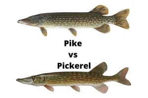 Pike vs Pickerel