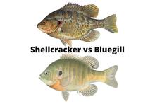 Shellcracker vs Bluegill
