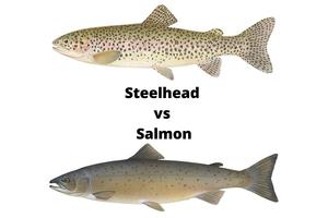 steelhead vs salmon