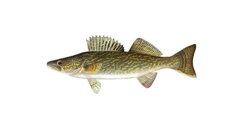 Walleye