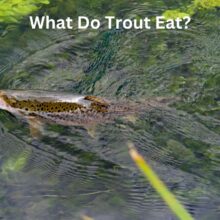 What Do Trout Eat