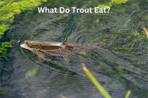 What Do Trout Eat