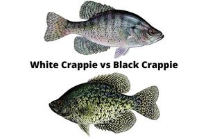White Crappie vs Black Crappie