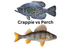 Crappie vs Perch