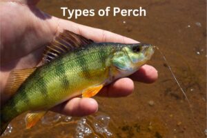 Types of Perch