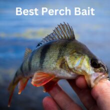 Best Perch Bait