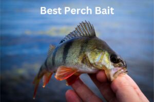 Best Perch Bait