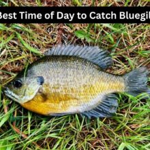 Best Time of Day to Catch Bluegill