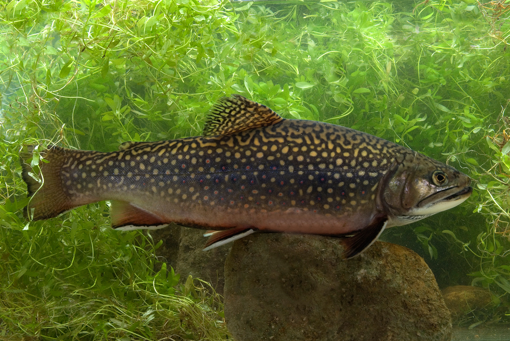 Brook Trout in river