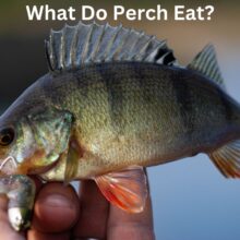 What Do Perch Eat?