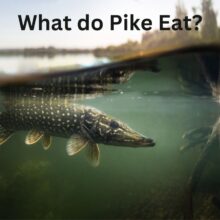 What do Pike Eat?