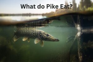 What do Pike Eat?