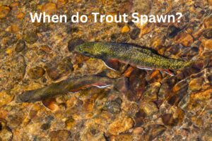When do Trout Spawn