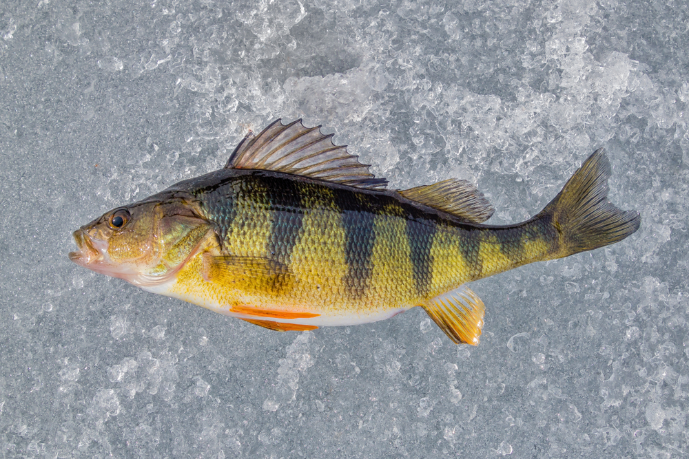 Yellow Perch