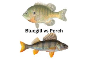 Bluegill vs Perch